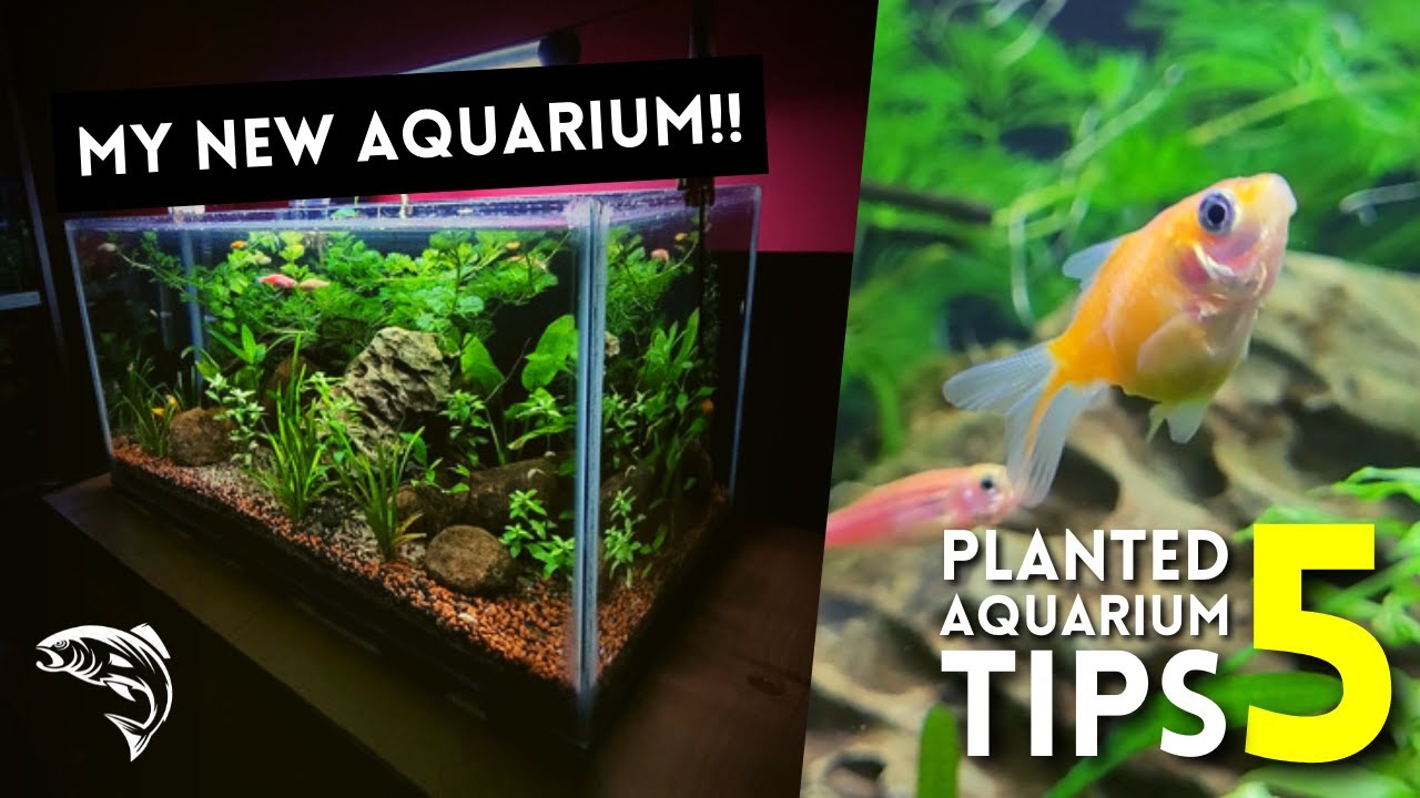 My New AQUARIUM! 😍😍 | Top 5 AQUARIUM Tips For BEGINNERS | Planted Fish Tank 🌿🌿