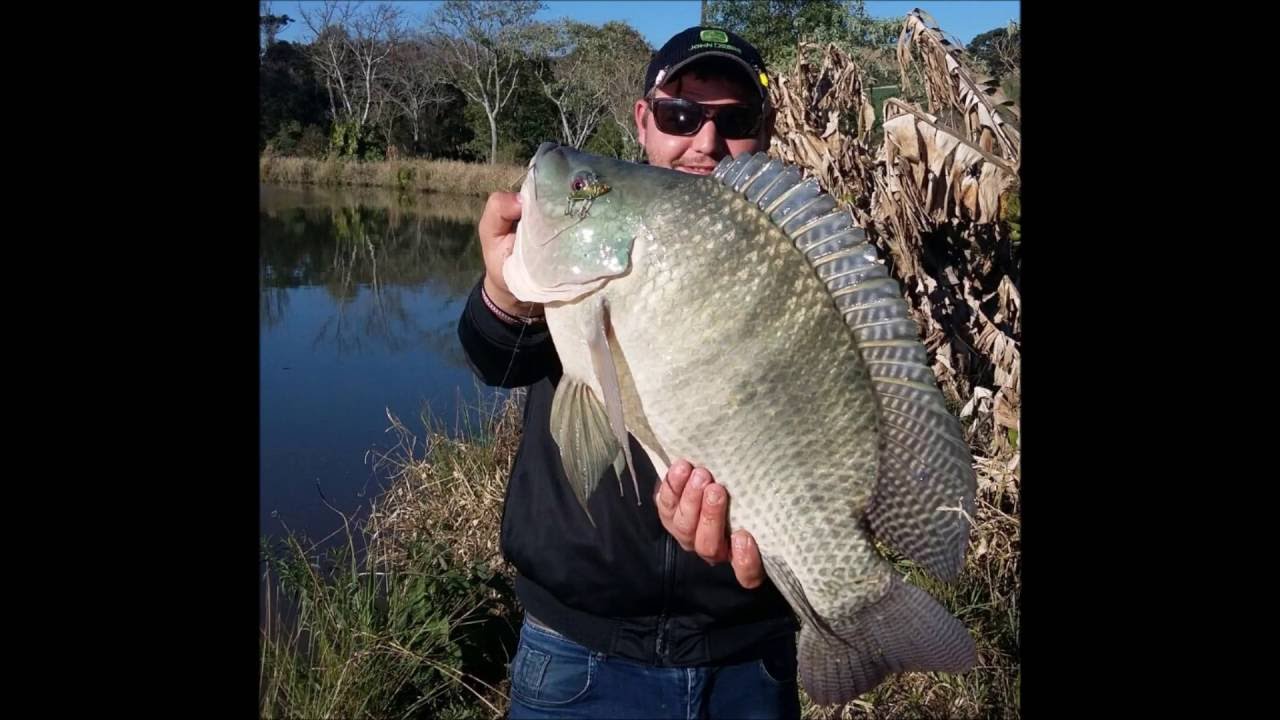 pescaria tilápia com isca artificial 4kg 57cm YouTube