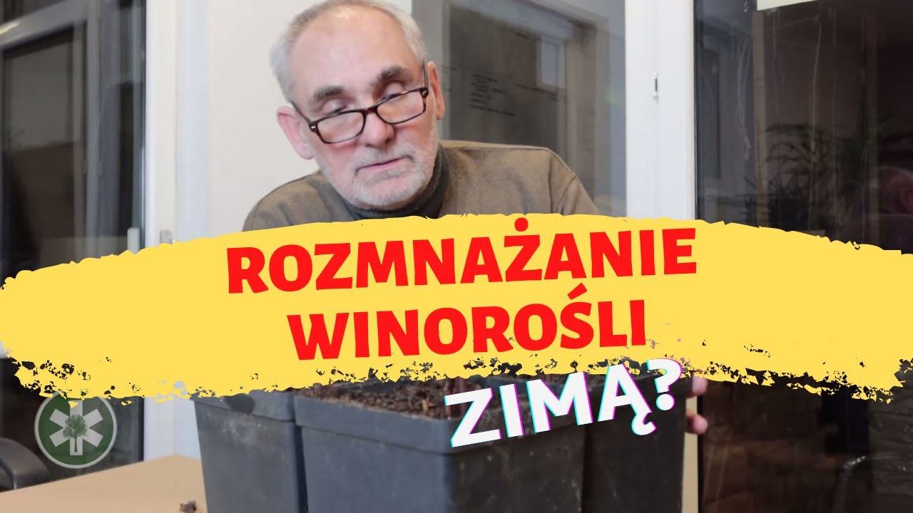 Rozmnażanie winorośli zimą