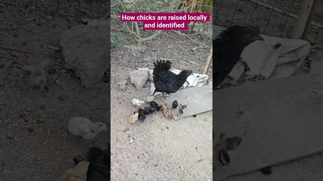 How to identify chicks from missing and rear them on free range. 