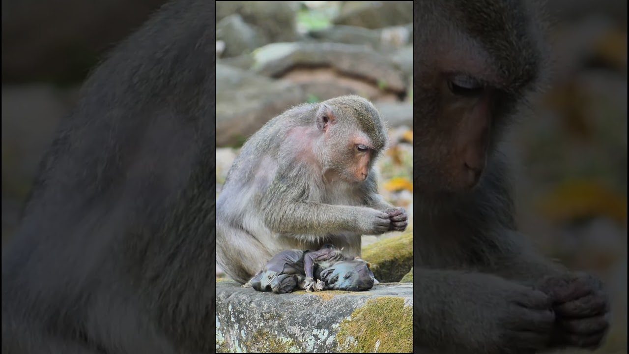 (R.I.P) newborn baby  / mother so sad #3