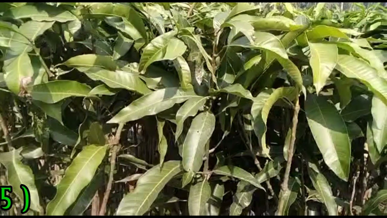 5 TO 6 FEET MANGO PLANT || IMRAN NURSERY || KOLKATA || NORTH 24 PARGANAS