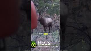 HECS Shorts - ELK
