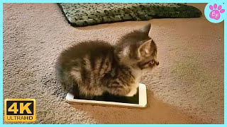 When Cats Use 100% Cuteness, Hearts Melt! ❤️ Cats Show Love Their Owners screenshot 1