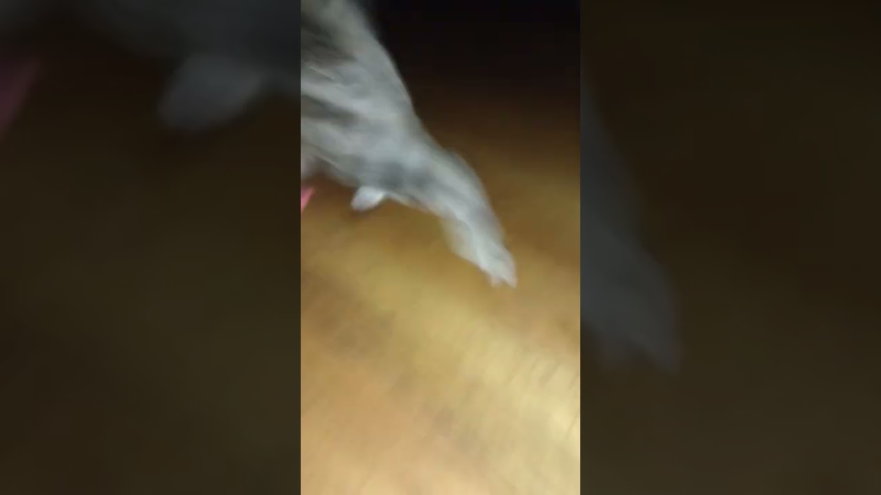 Playing.. who's that sideways walk... oh it's my mom! Puffy tail back to playing!😹😹😹😹😹😹