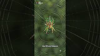 How to take a picture of a spider #shorts #fotodiscountworld