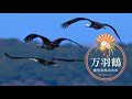 【切り抜き1分紹介動画】万羽鶴 (鹿児島県出水市) Diez mil grullas (Izumi, Japón) Presentación 1 minuto
