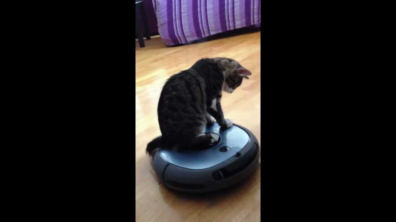 gatto Ettore Vs robot aspirapolvere - YouTube