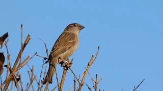 Bird Sparrow sounds Relaxation | Natural Sound Music for Meditation | Birds chirping, birds singing screenshot 3