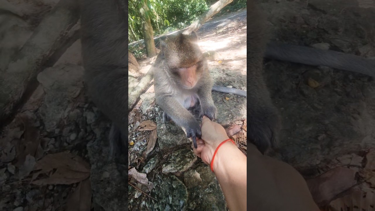 Wild monkeys check foods in my hand 😂 