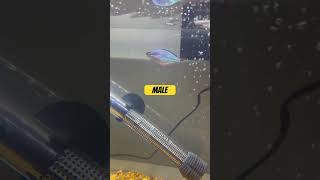 Dwarf Neon Rainbowfish fish aquarium shorts
