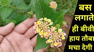 65 पार अरबी शेख इसे खाते है और 61 गर्ल से शादी कर लेते है,इसे आजमाया क्या तुम भी कहोगे कास पहले पता screenshot 2