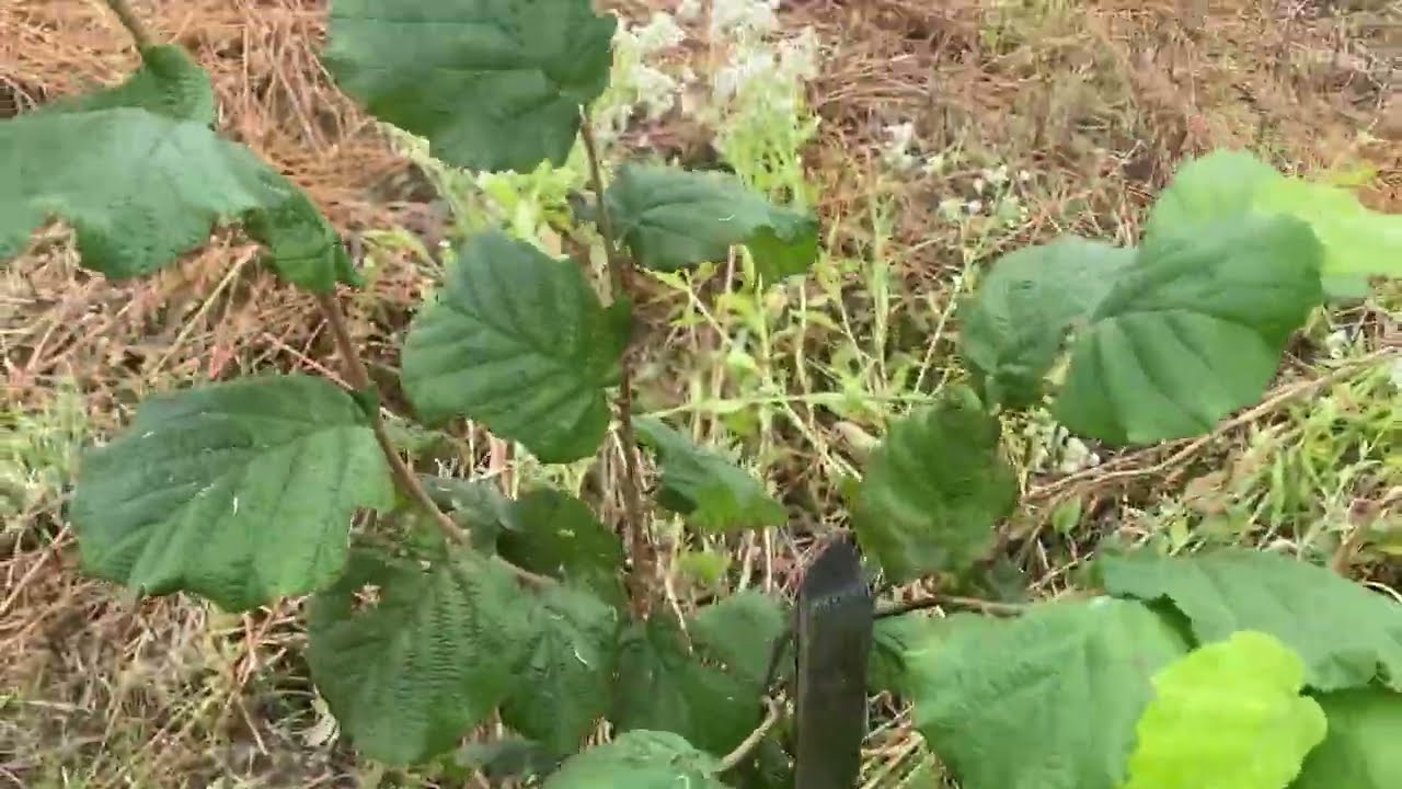 Садок фундука привитого другий рік вегетації 🌳