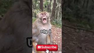 chú khỉ tội nghiệp screenshot 3