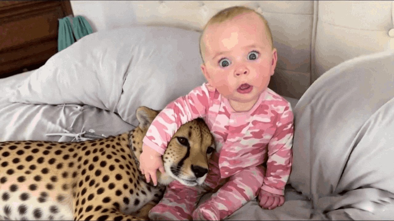 A Baby Thought a Cheetah Was a Puppy—What the Cheetah Did Next Was Surprising