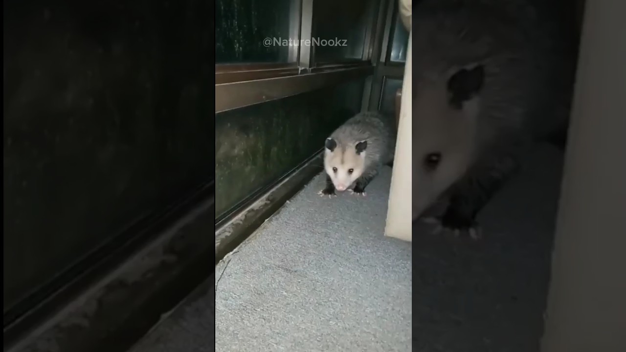 Master Pretenders: Discovering the Tricks of Opossums