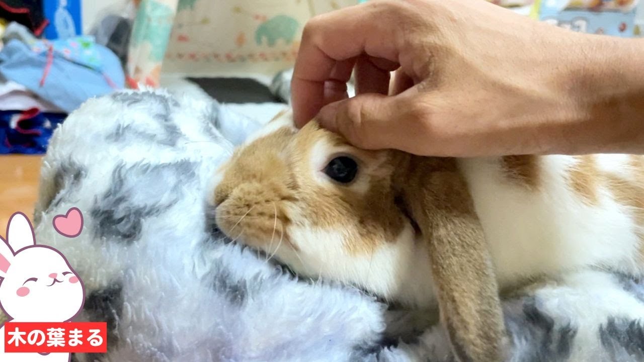 オカムラノリコさん　ロップイヤーウサギ 眠くなると毛布が恋しくなるロップイヤーが可愛すぎる【うさぎ】 - YouTube