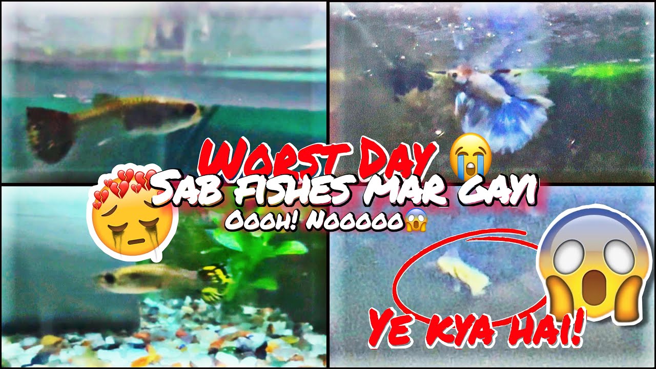 Worst Day for My Aquarium 💔 | Guppy Fish Loss & Betta Sick | AYAAN MEMON Vlogs