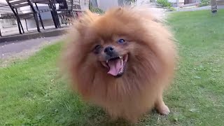 Pomeranian is angry at her owner by Vickynga 295 views 1 year ago 1 minute, 4 seconds