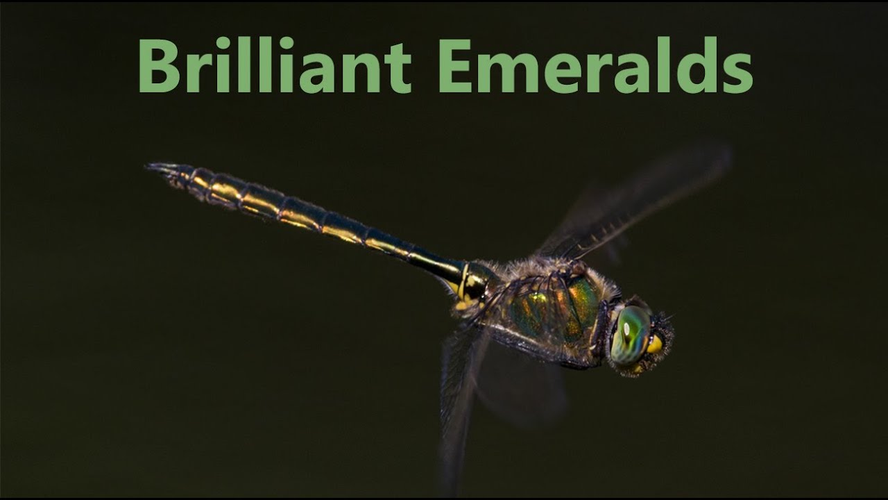 Brilliant Emerald - Dragonfly Tour Episode 17