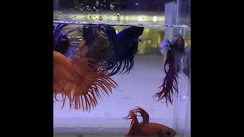 Đợt Cá Betta Đuôi Tưa Giá Rẻ