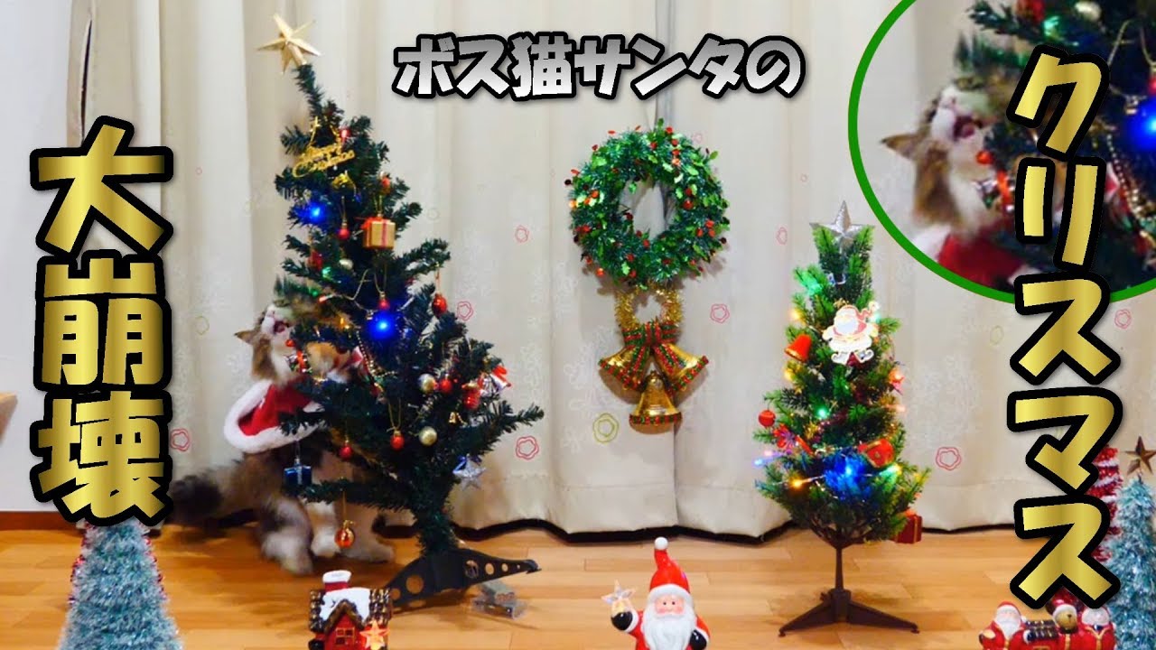 可愛い画像 Boss cat Santa's great collapse Christmas