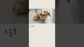 디스크수술이 이렇게나 드라마틱할 수가 있었던건가요?#스마트정형외과신경외과동물병원 #강아지슬개골탈구 #강아지십자인대파열 #디스크