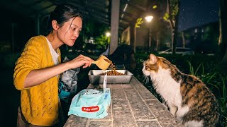 Beautiful Stray Tabby Cat Slowly Trusts Me While Feeding 🐱!!