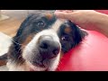 飼い主を亡くした老犬バーニーズきっと寂しいんだと思う