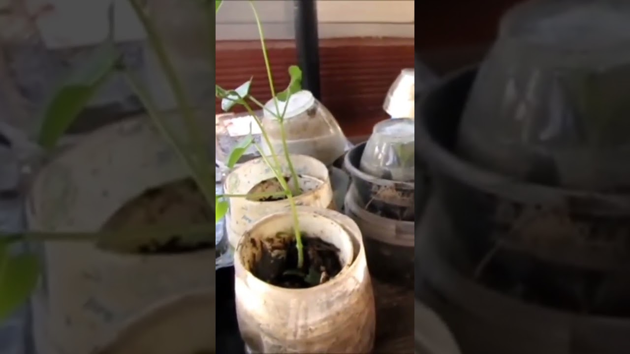 Seed growing of BEANS and MINI MUNCH CUCUMBERS