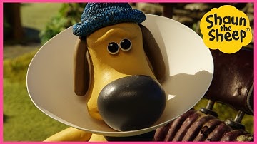 🐑 Shaun The Sheep YouTube Special 🐑 Cone of Shame🐑 Brand New Episodes, Cartoons for kids