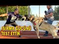 KOLUMU KIRIYORDU ! DÜNYANIN EN GÜÇLÜ ISIRAN KÖPEKLERİ | KÖPEK MEZARLIĞI VE KÖPEK OTELİ | ÇENE GÜCÜ