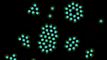 Complex cell formation (almost!) in a Multiple Neighborhood Cellular Automata