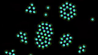 Complex cell formation (almost!) in a Multiple Neighborhood Cellular Automata