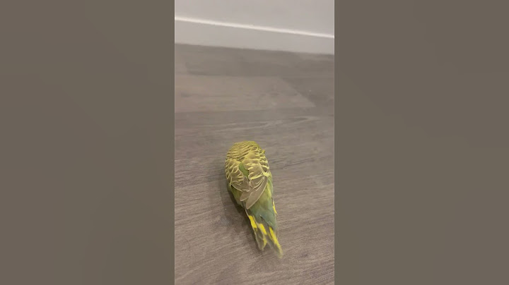 Acil Yardım Gerekiyor: Muhabbet Kuşumun Gizemli Hastalığı 🆘