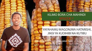 KILIMO BORA CHA MAHINDI EP7: YAFAHAMU MAGONJWA, DALILI ZAKE NA JINSI YA KUDHIBITI KILIMO BORA CHA MAHINDI EP7: YAFAHAMU MAGONJWA, DALILI ZAKE NA JINSI YA KUDHIBITI