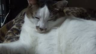 寒がる猫の為にある物を導入した結果