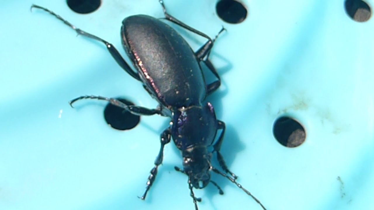 Violet ground beetle - Carabus violaceus -  Tröllasmiður - Bjöllur - Pöddur