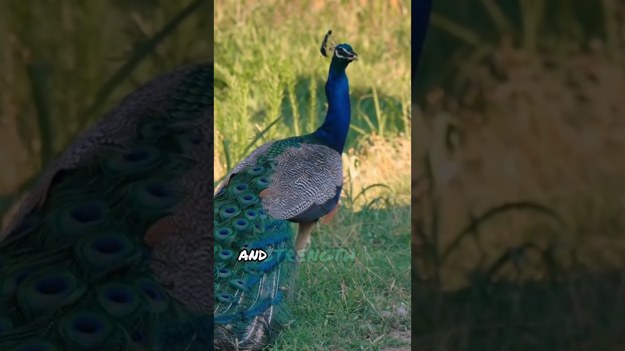 Peacocks_ Nature's Dazzling Masterpiece Revealed! 