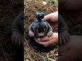 Mole Underground POV 🐾 | The Ultimate Tunnel Digger in Action #wildlife #mole #shorts