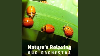 Bug Serenade