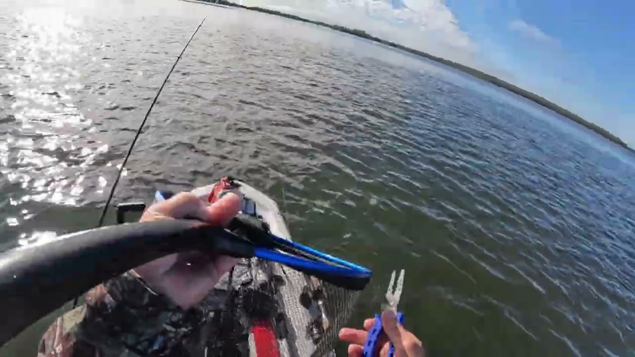 Kayak fishing Ozello first cobia
