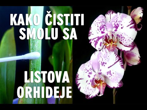 Video: Što znači ljepljivost?