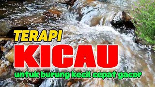 Terapi kicau untuk semua jenis burung kecil cepat gacor, suara air terapi burung