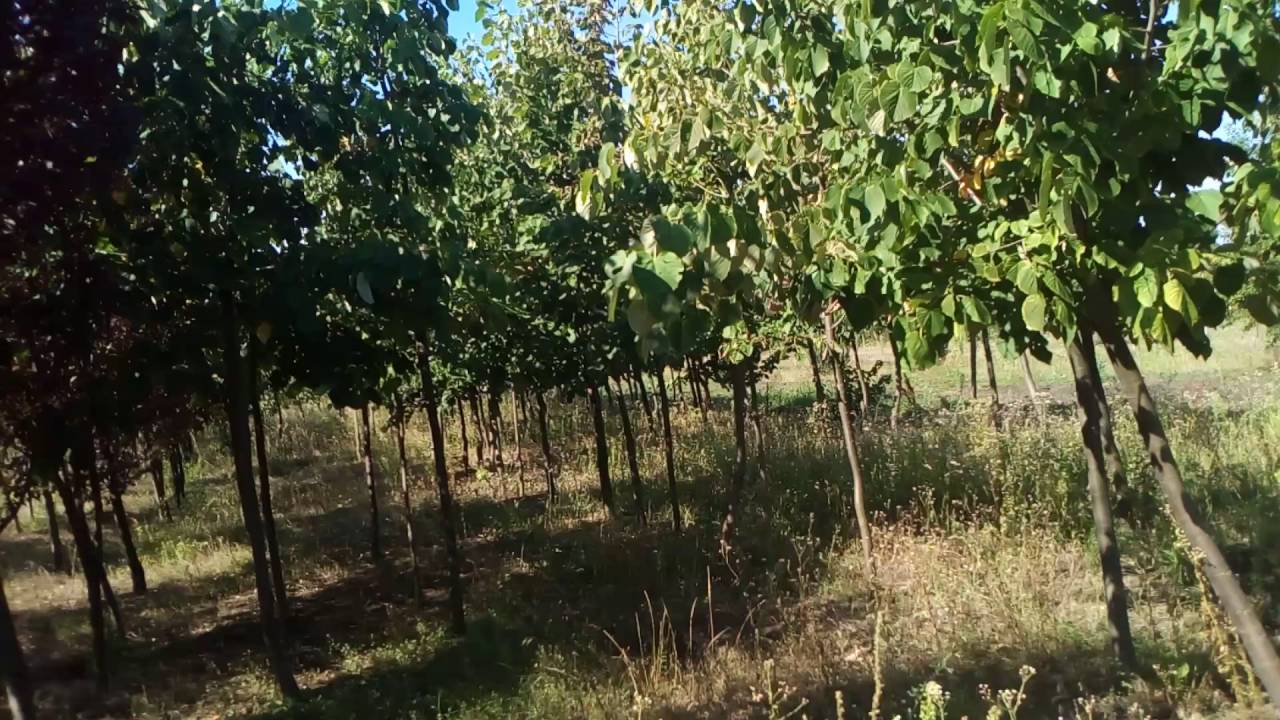 Липа крупнолистная | Plante.md