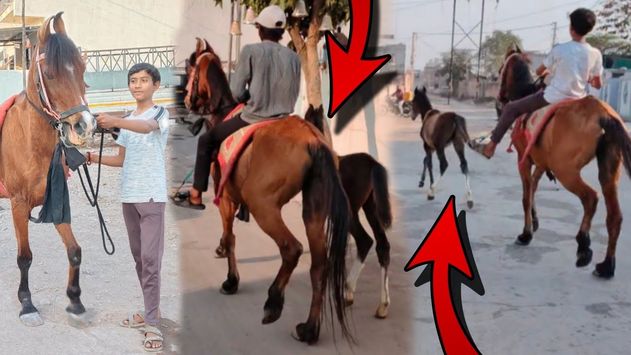 રાની ને વછેરા ને પગ મોકલા કરવા લઈ ગયા 😳