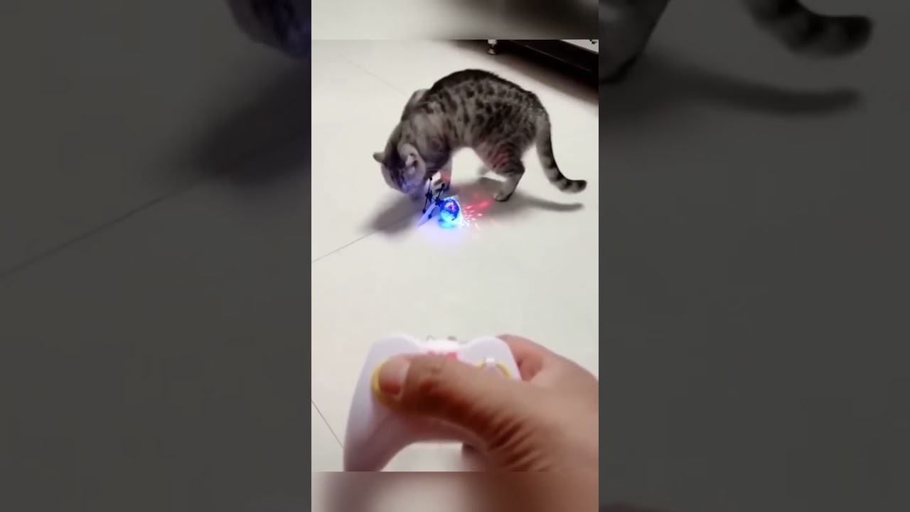 Pet Comedy Gold #1 Your Daily Dose of Laughter