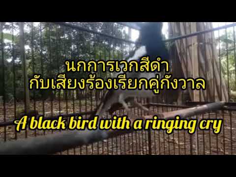 นกการเวกสีดำกับเสียงร้องเรียกคู่กังวาล A black bird with a ringing cry
