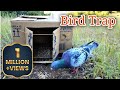 How to catch birds using a cardboard  easy build pigeon trap  kabootar pakadne ka tarika bilal