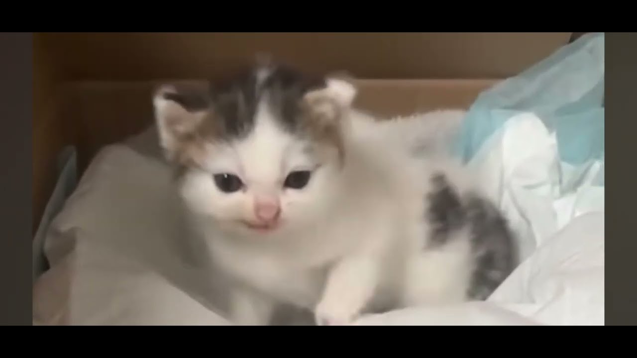 German Cat Meme Original 